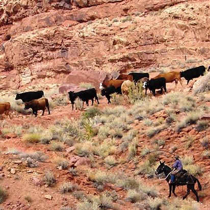 A male cattle herder is overseeing his flock grazing through the sandstone cliffs and dry vegetation of Moab, Utah.